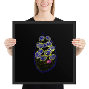 Egg Before Chicken | Framed Cell Biology Poster