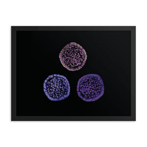 Failure To Launch | Framed Stem Cell Poster
